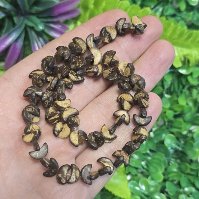 Ay Şekilli Sandal Ağacı