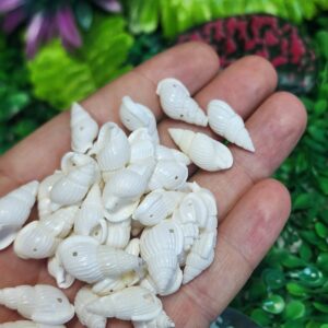 Beyaz Salyangoz Deniz Kabuğu 20 MM