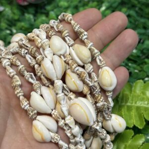 Büyük Küçük Mix Deniz Kabuğu