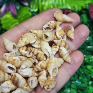 Natural Salyangoz Deniz Kabuğu 20 MM