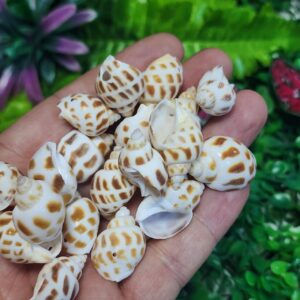 Salyangoz Deniz Kabuğu 20-30 MM