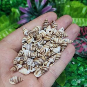 Salyangoz Deniz Kabuğu 20 MM