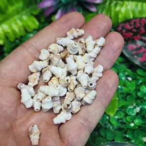 Salyangoz Deniz Kabuğu İçi