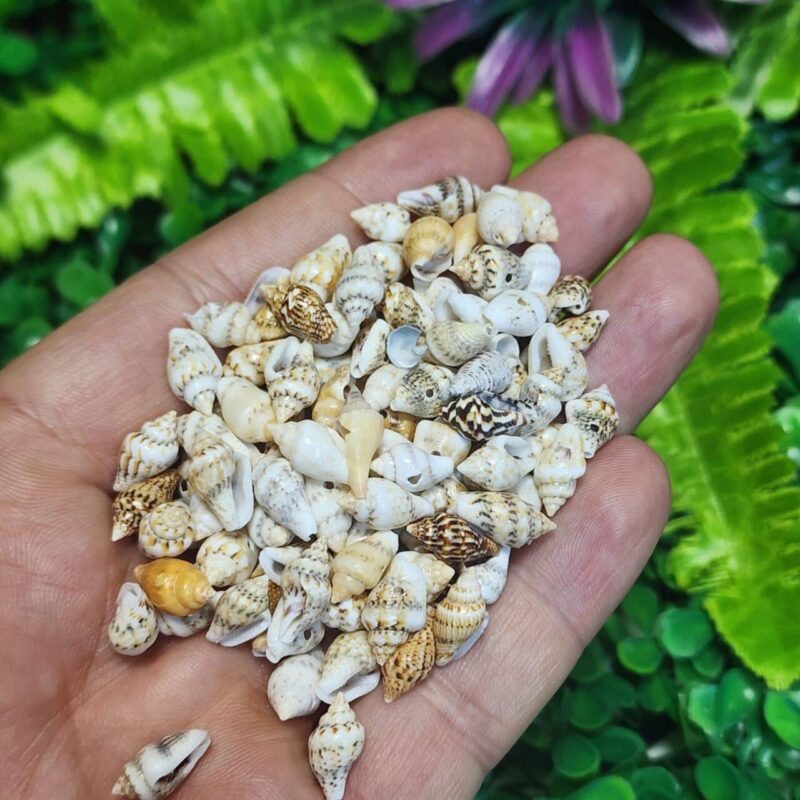 Salyangoz Deniz Kabuğu