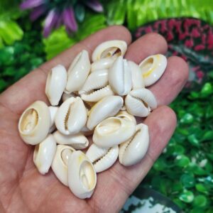 Traşlı Deniz Kabuğu 14 MM