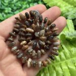 Amorf Disk Gunes Tasi 8 10 Mm Amorf Disk Gunes Tasi 8 10 Mm