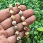 Burgu Kure Fosil Mercan Tasi 10 Mm 2 Burgu Kure Fosil Mercan Tasi 10 Mm 2