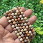 Fasetli Kure Fosil Mercan Tasi 8 Mm Fasetli Kure Fosil Mercan Tasi 8 Mm