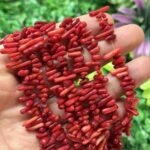 Kirmizi Dis Mercan Tasi