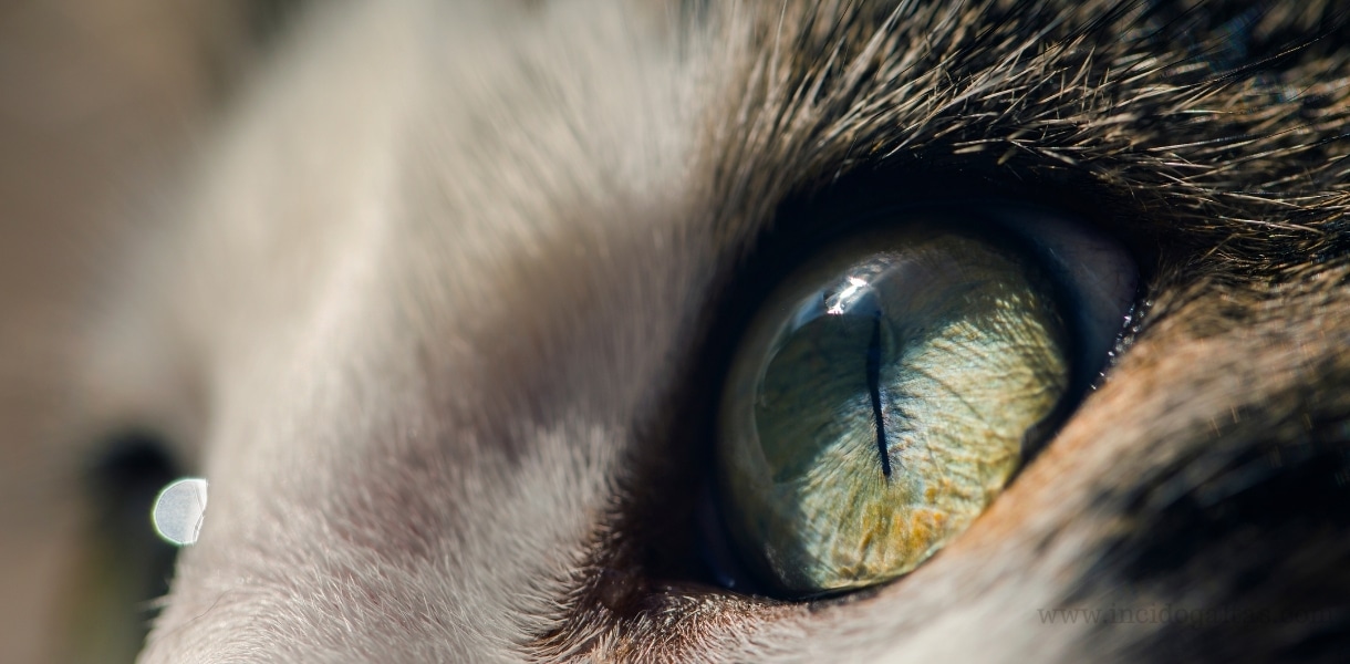 Kedi Gozu Tasi Nedir Ozellikleri Anlami Faydalari Ve Kullanimi